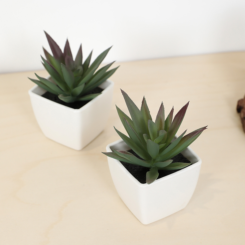 มินิประดิษฐ์ฉ่ํานางฟ้าถ้วยกระถ - Plant Desk Mini บทวิจารณ์และราคา