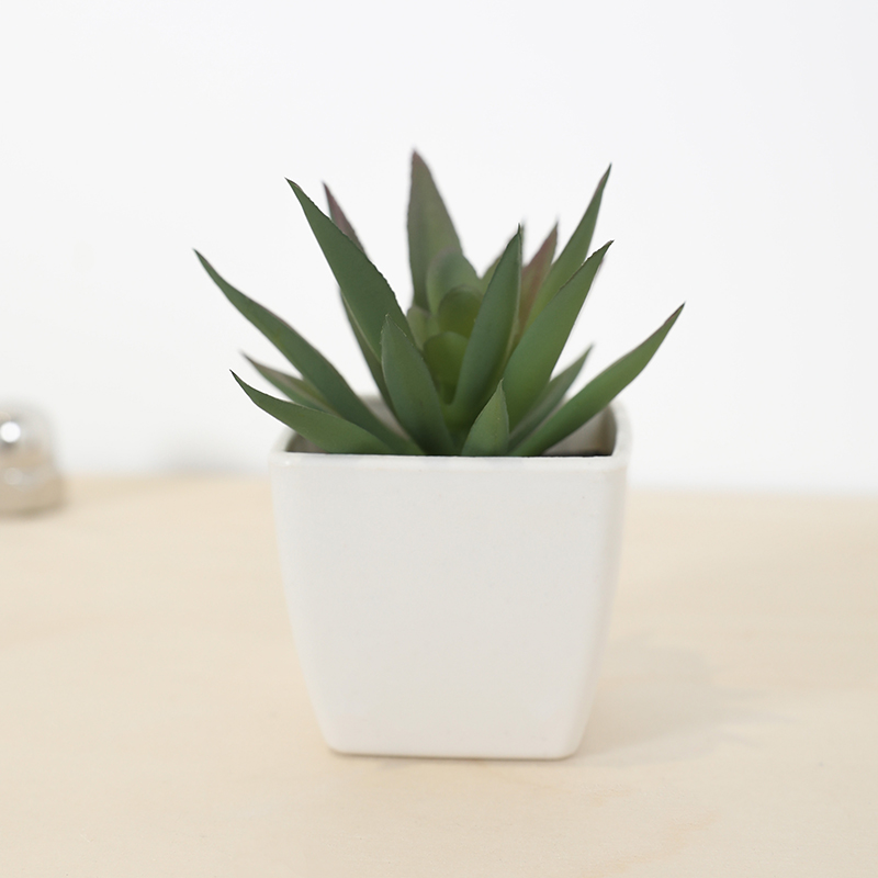 มินิประดิษฐ์ฉ่ํานางฟ้าถ้วยกระถ - Plant Desk Mini บทวิจารณ์และราคา