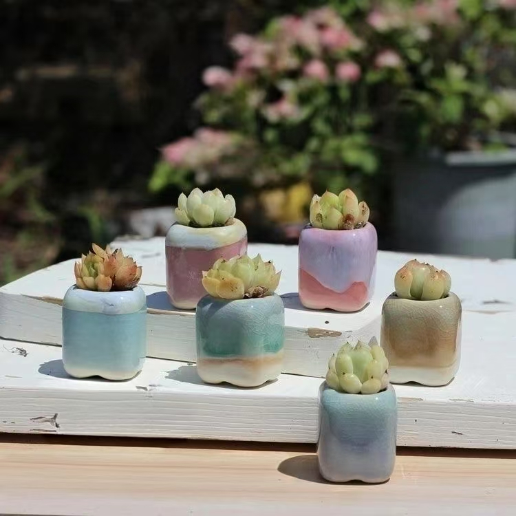 6 ชิ้น Mini กระถางดอกไม้ Succu - Plant Desk Mini บทวิจารณ์และราคา